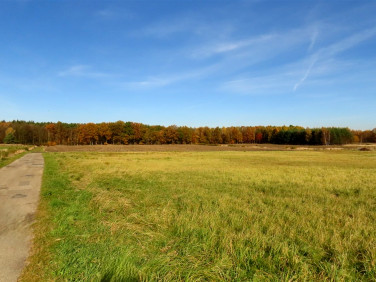 Działka przy lesie