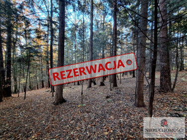 Zalesiona działka Kowalowy