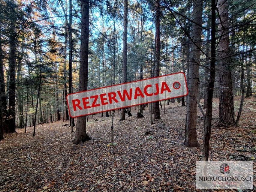 Zalesiona działka Kowalowy