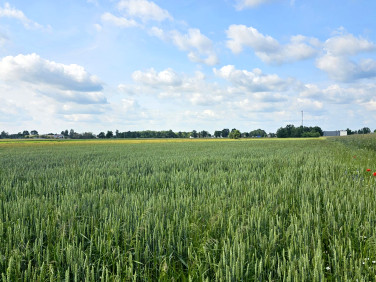 Działka budowlana Wielgolas Duchnowski