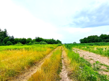 Działka siedliskowa Kryniczno