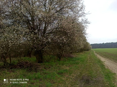 Działka rolna Daszewice