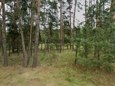 Działka leśna Glinnik