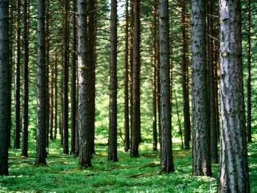Działka leśna Harklowa