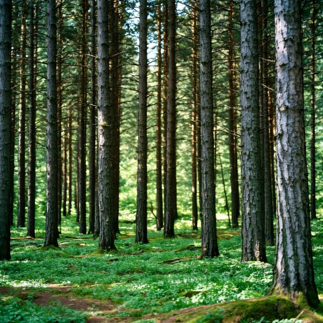 Działka leśna Harklowa