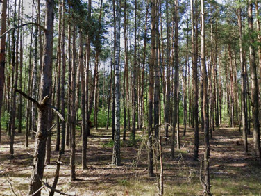 Działka budowlana Marynin