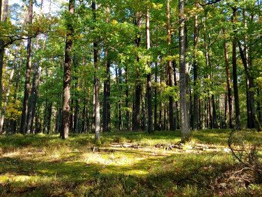 Działka leśna Pluski