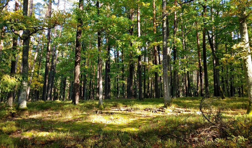 Działka leśna Pluski