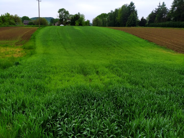 Działka budowlana Czułówek
