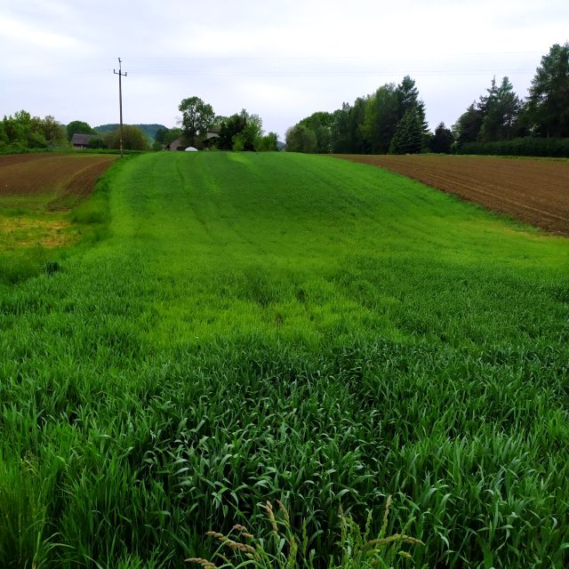Działka budowlana Czułówek