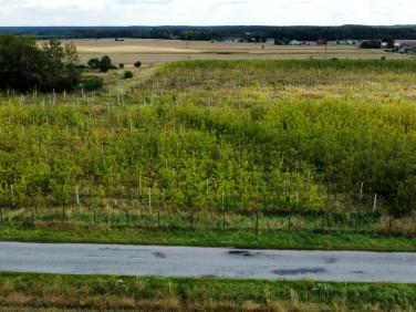 Działka Łazy-Dąbrowa