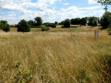 Działka rolna Trzeszyn