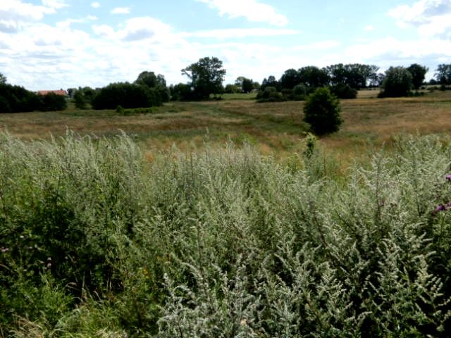 Działka rolna Trzeszyn