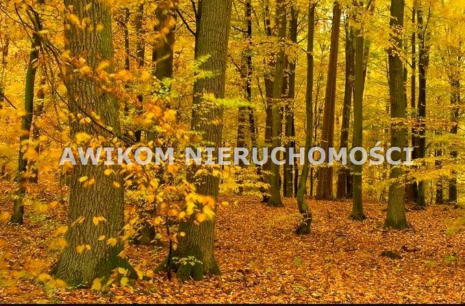 Działka leśna Doleck