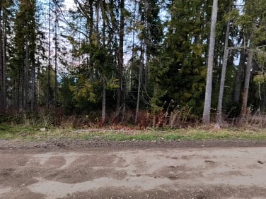 Działka leśna Zakopane