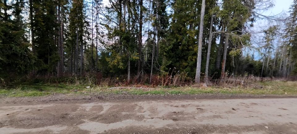 Działka leśna Zakopane