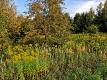 Działka siedliskowa Stefanówka