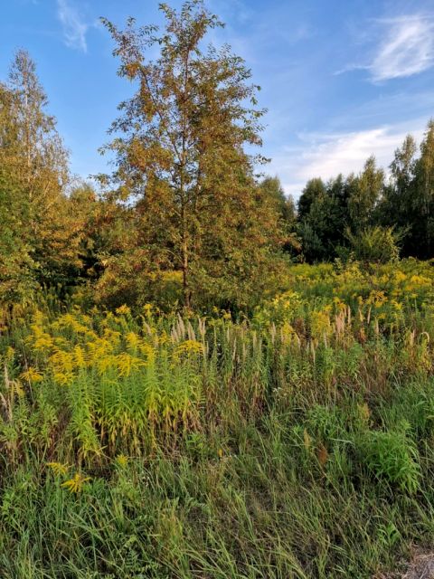 Działka siedliskowa Stefanówka