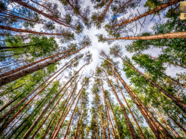 Działka leśna Gostomko