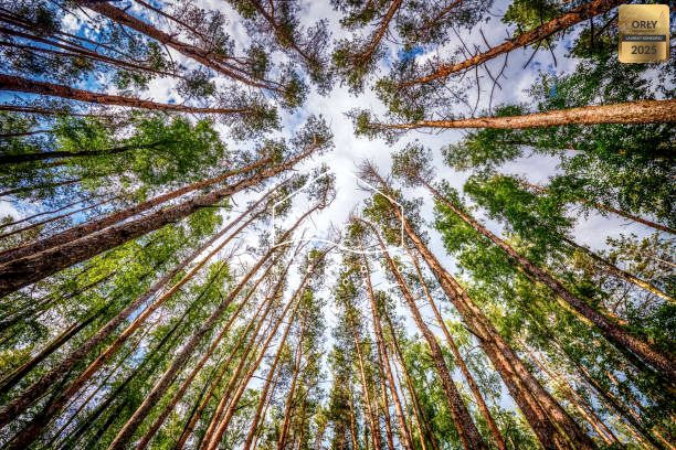 Działka leśna Gostomko