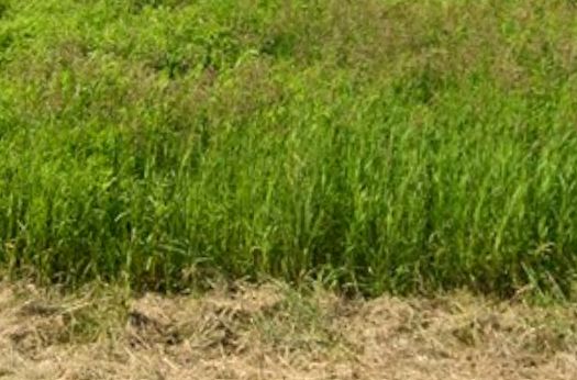 Działka budowlana Izabelin-Dziekanówek