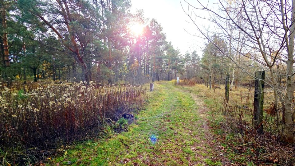 Działka przy lesie