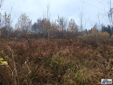 Działka budowlana Golkowice