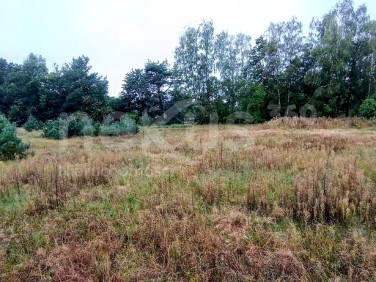 Działka przy lesie