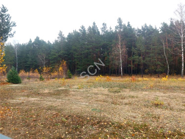 Działka leśna Malcanów