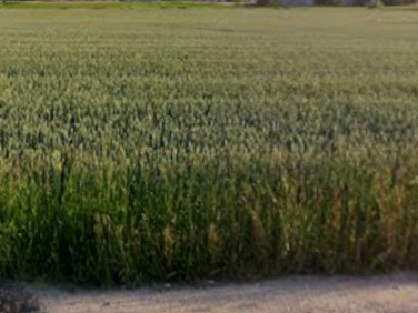 Działka budowlana Falenty Nowe sprzedam