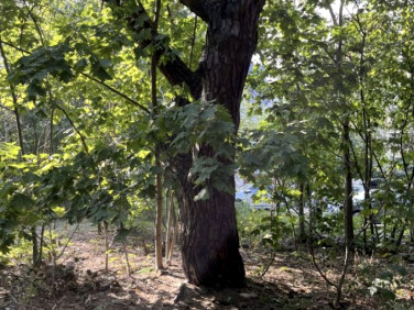 Działka leśna Warszawa