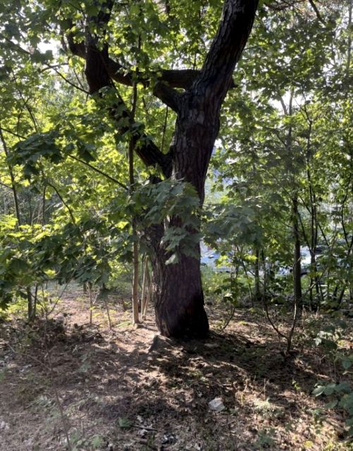 Działka leśna Warszawa