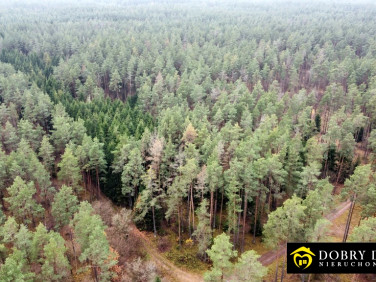 Działka leśna Berżniki