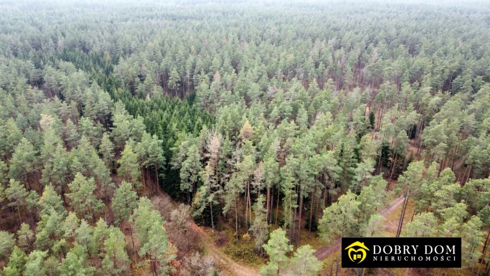 Działka leśna Berżniki