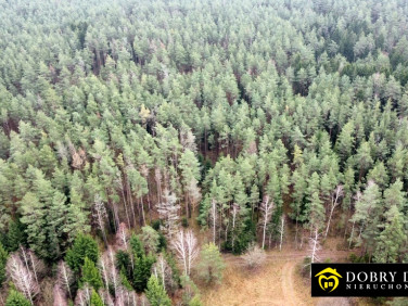 Działka leśna Berżniki