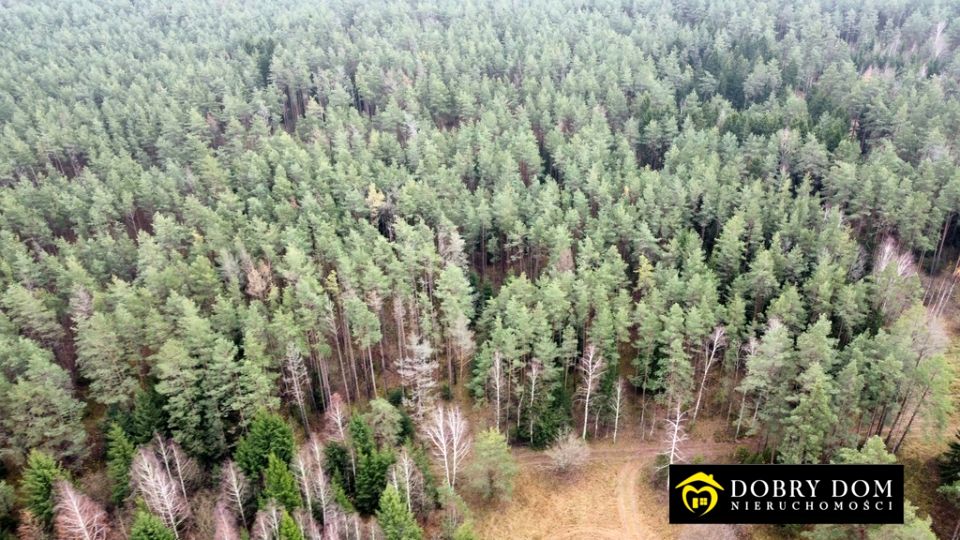 Działka leśna Berżniki