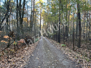 Działka leśna Siestrzeń