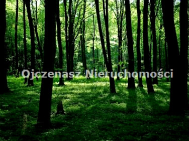 Działka leśna Starosiele