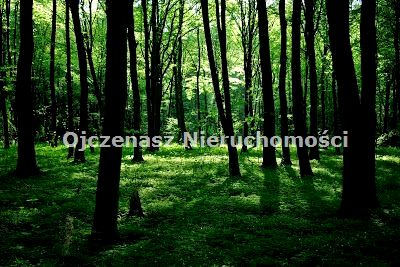 Działka leśna Starosiele