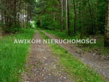 Działka leśna Budy Chojnackie