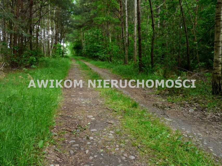 Działka leśna Budy Chojnackie