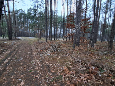 Działka budowlana Marynin