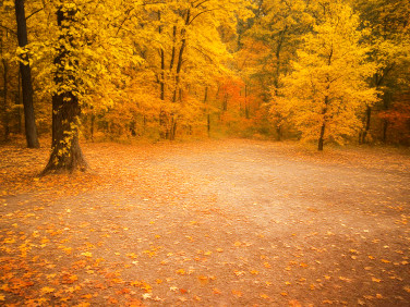 Działka budowlana Sokolniki-Las