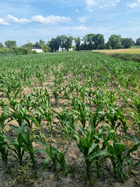 Działka inwestycyjna Tuszyn