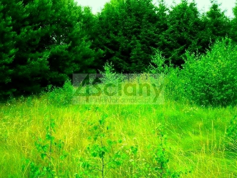 Zdjęcie 3
