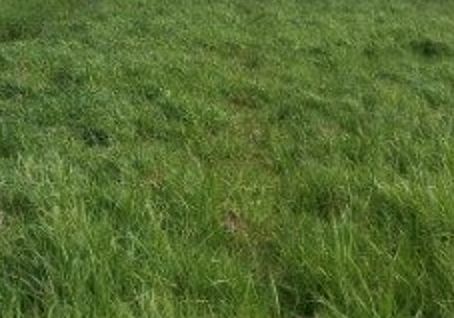 Działka budowlana Kolonia Lesznowola