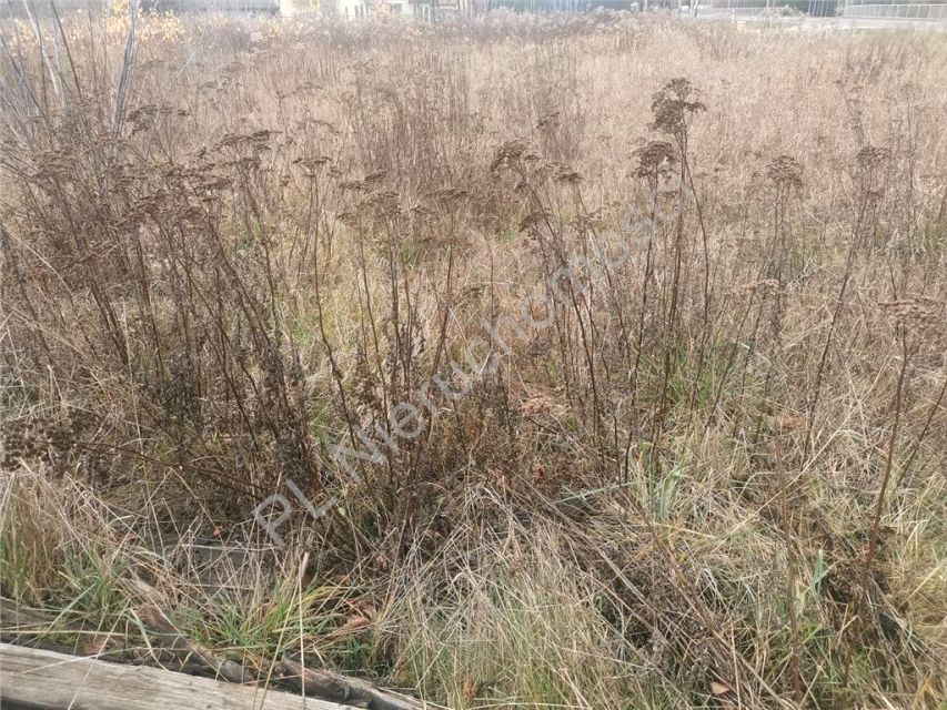 Działka inwestycyjna Kozerki