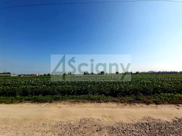 Działka budowlana Falenty Nowe