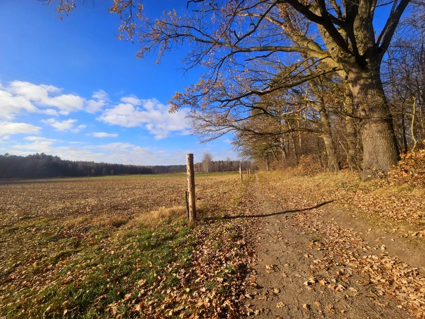 Zalesiona działka Szydłów