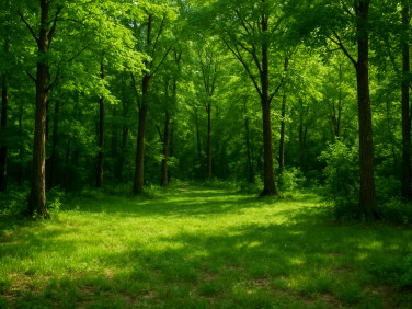 Działka budowlana Skrzeszew